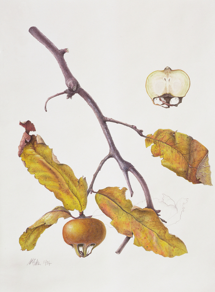 Medlar von Margaret Ann  Eden