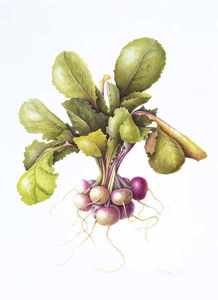 Miniature turnips von Margaret Ann  Eden