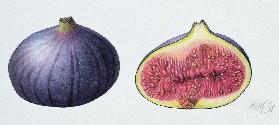 Figs, 1995 (w/c on paper) 