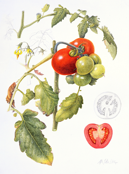 Tomatoes von Margaret Ann  Eden