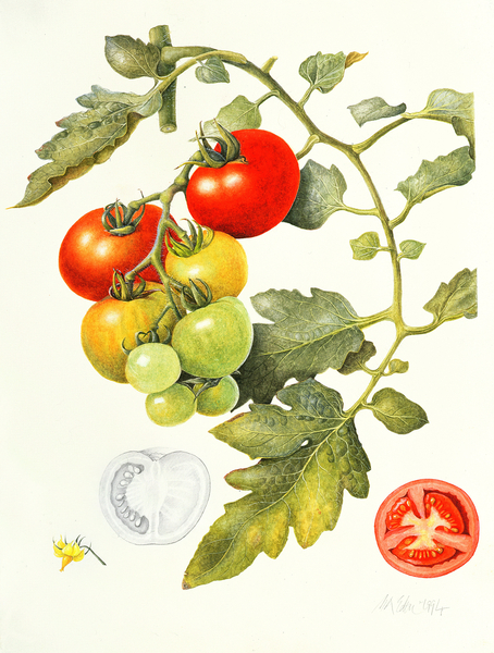 Tomatoes von Margaret Ann  Eden