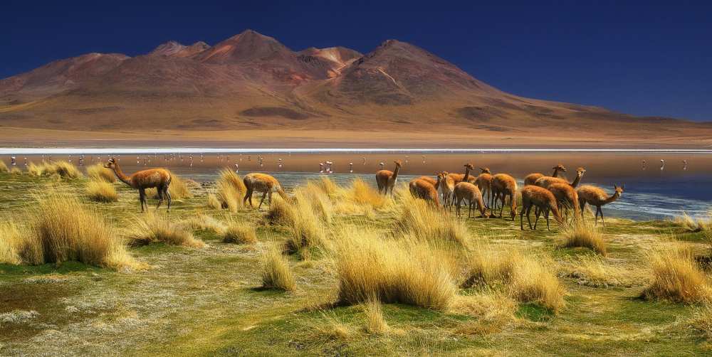 The Timid Gold of the Ands von Margarita Chernilova