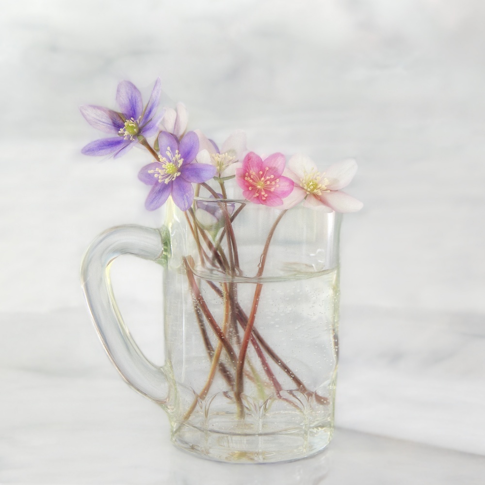 Anemones von marie-anne stas