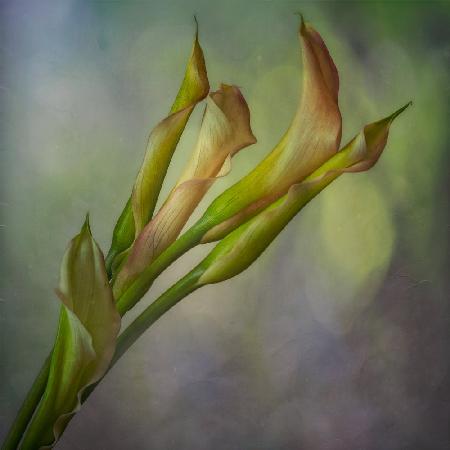 Calla Lily