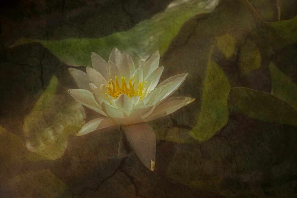 In the pond von marie-anne stas