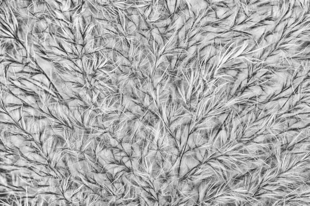 Into the Pampas... von marie-anne stas