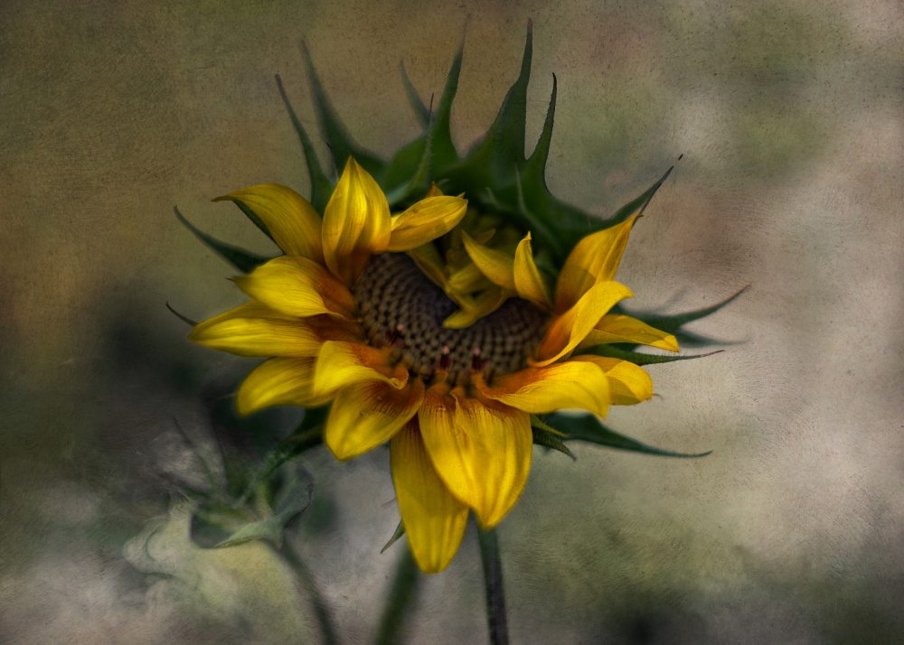 Sun Flower von marie-anne stas