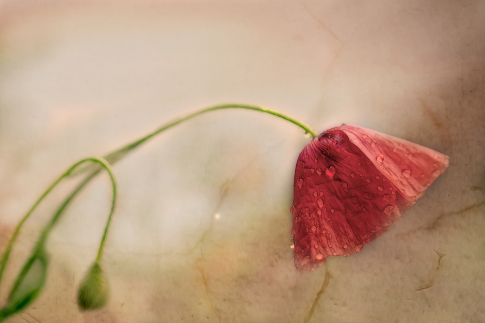 Sad von marie-anne stas