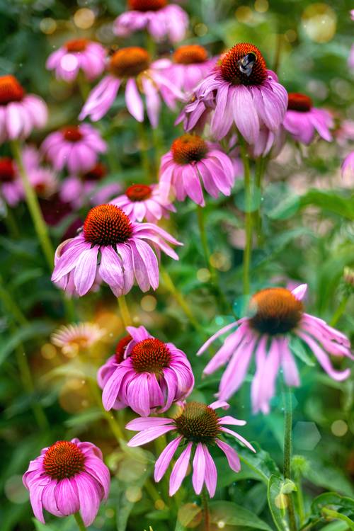 Bumblebee’s Rest von Marija Burianova