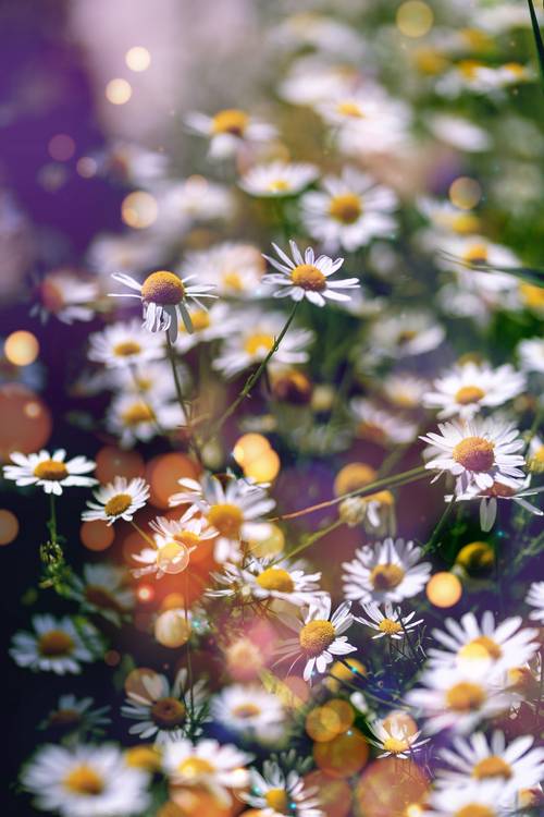 Daisy Meadow von Marija Burianova