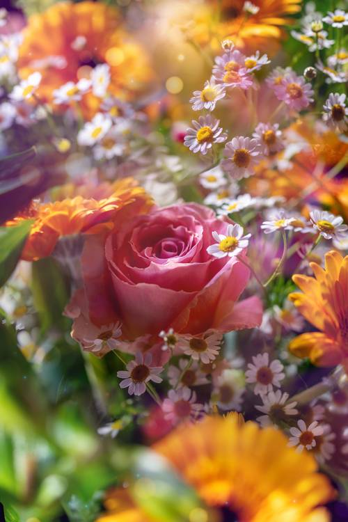 Magical rose von Marija Burianova