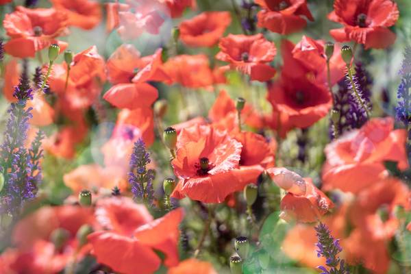 Poppies von Marija Burianova