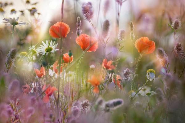 Summer Fields von Marija Burianova