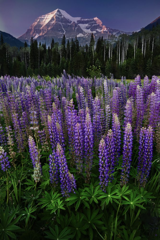 Mt Robson von Marina Poushkina