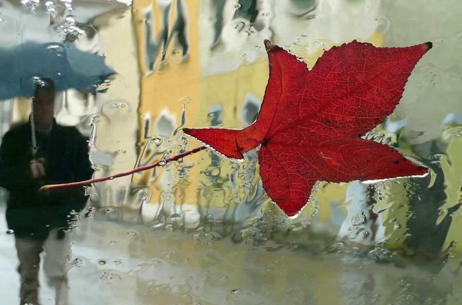 A leaf on the glass von Mario Mencacci