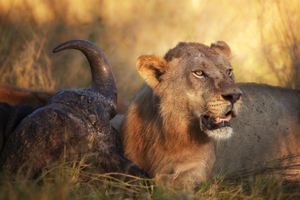 The Guardian von Mario Moreno
