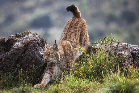 Lynx on The Move