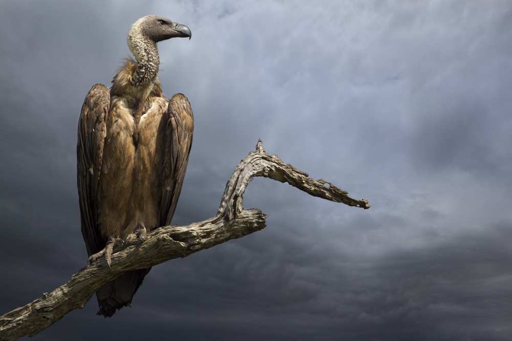 The Vulture von Mario Moreno
