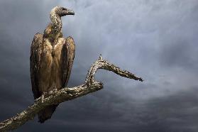 The Vulture