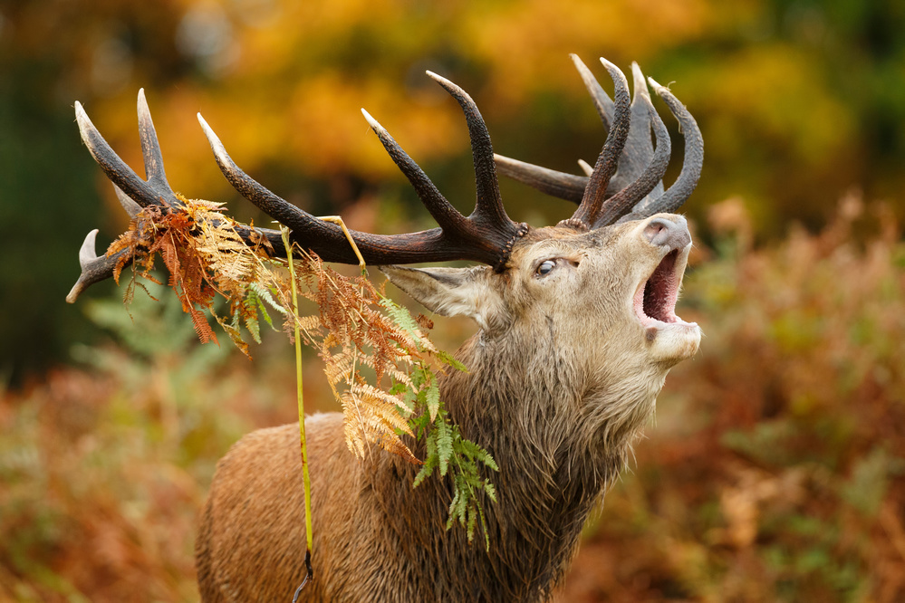 The rut von Mario Suárez