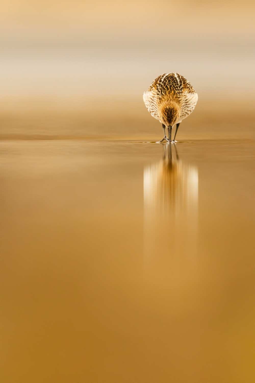 Dunlin reflection von Mario Suárez