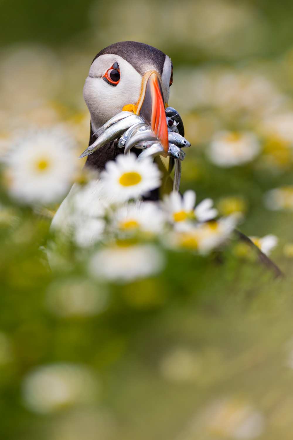 Puffin & daisies von Mario Suárez