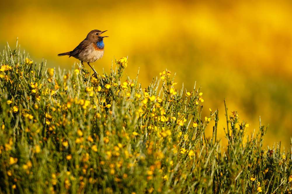 Singing bluethroat von Mario Suárez