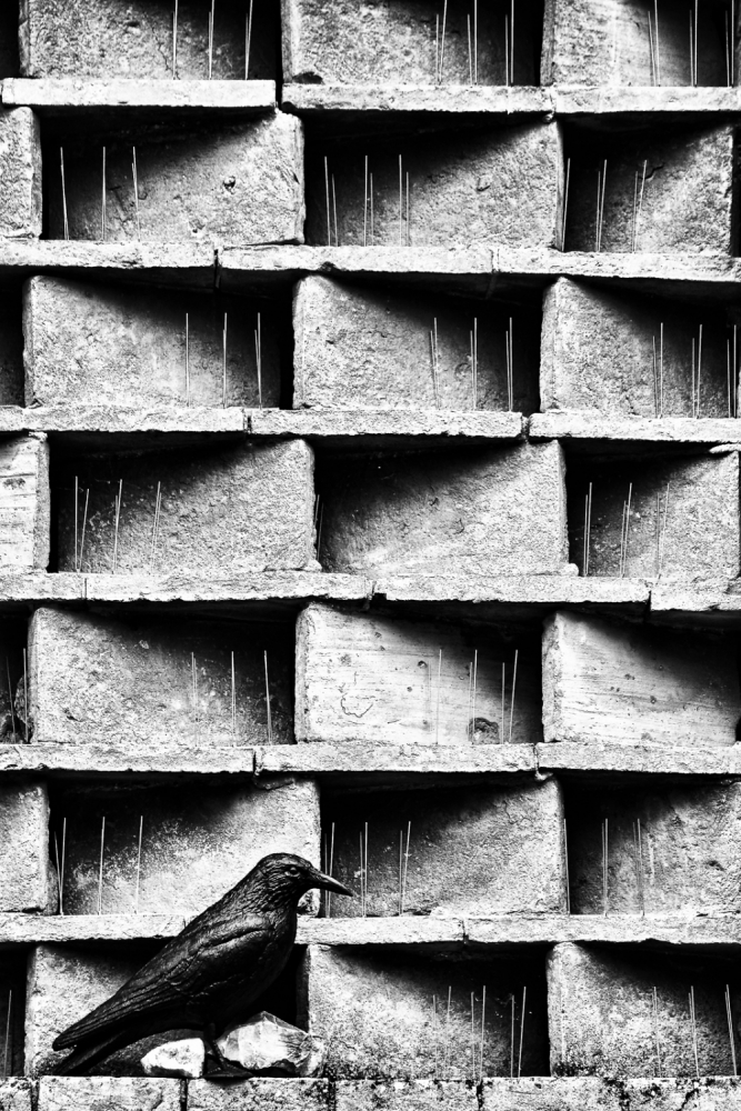 The crow von Marius Noreger