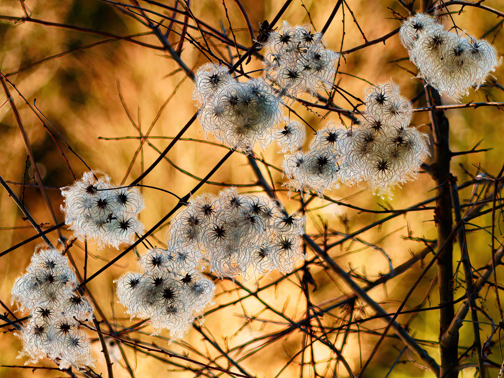 fluffies von Marius Surleac