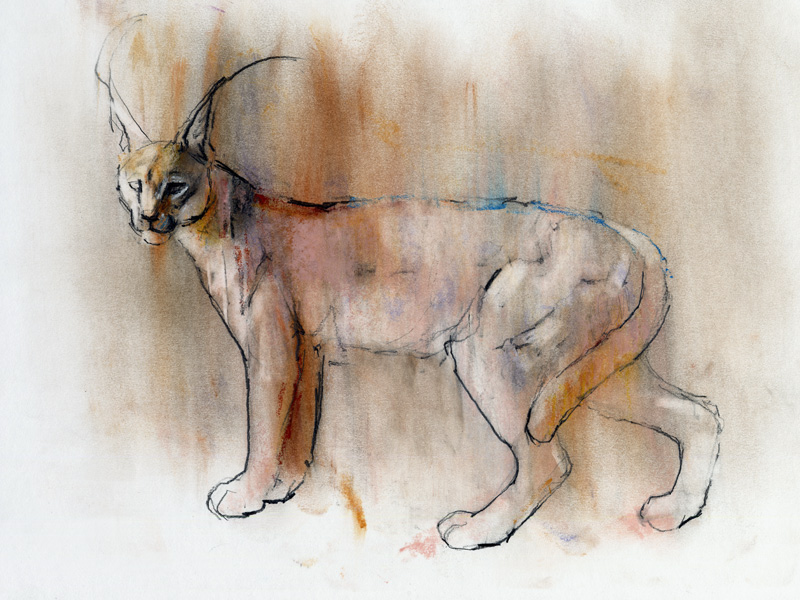 Arabian Caracal von Mark  Adlington