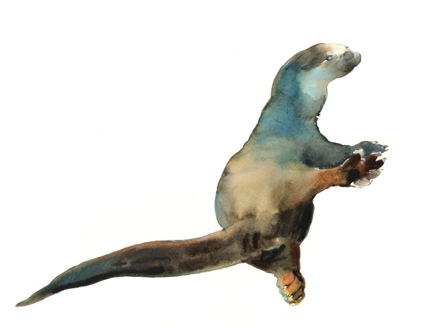 Cotman Otter von Mark  Adlington