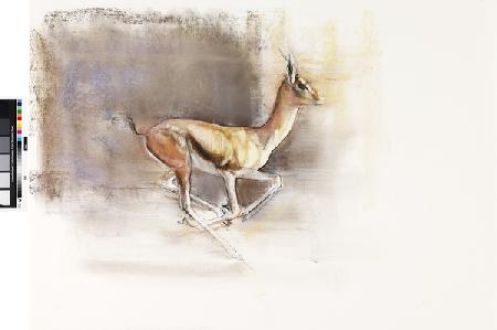 Desert Wind (Arabian Gazelle)