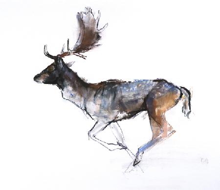 Evening Buck (Fallow deer)