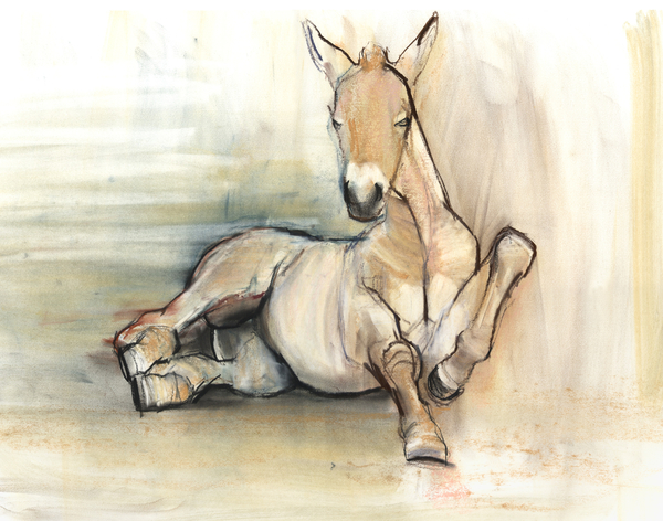 Foal von Mark  Adlington