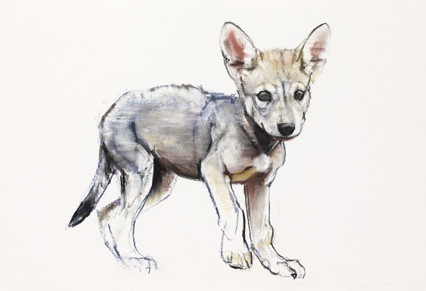Hesitating Arabian Wolf Pup von Mark  Adlington