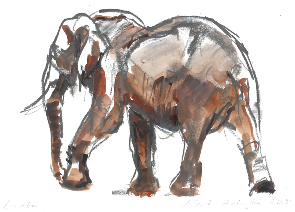 Loisaba conservancy von Mark  Adlington