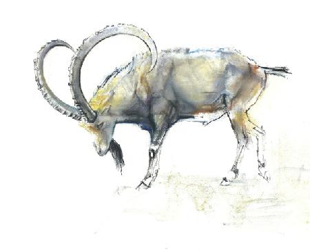 Nubian Ibex