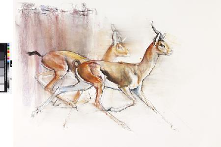Running Arabian Gazelles