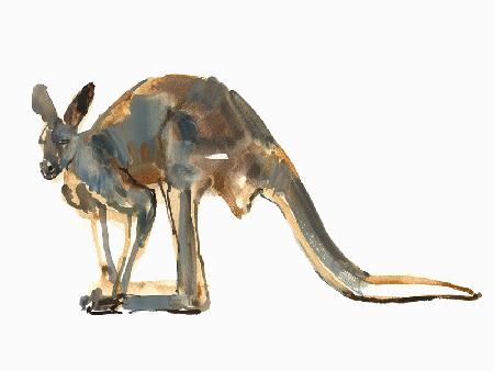 Ochre Dusted, (Red Kangaroo)