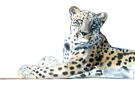 Tilt (Arabian Leopard)