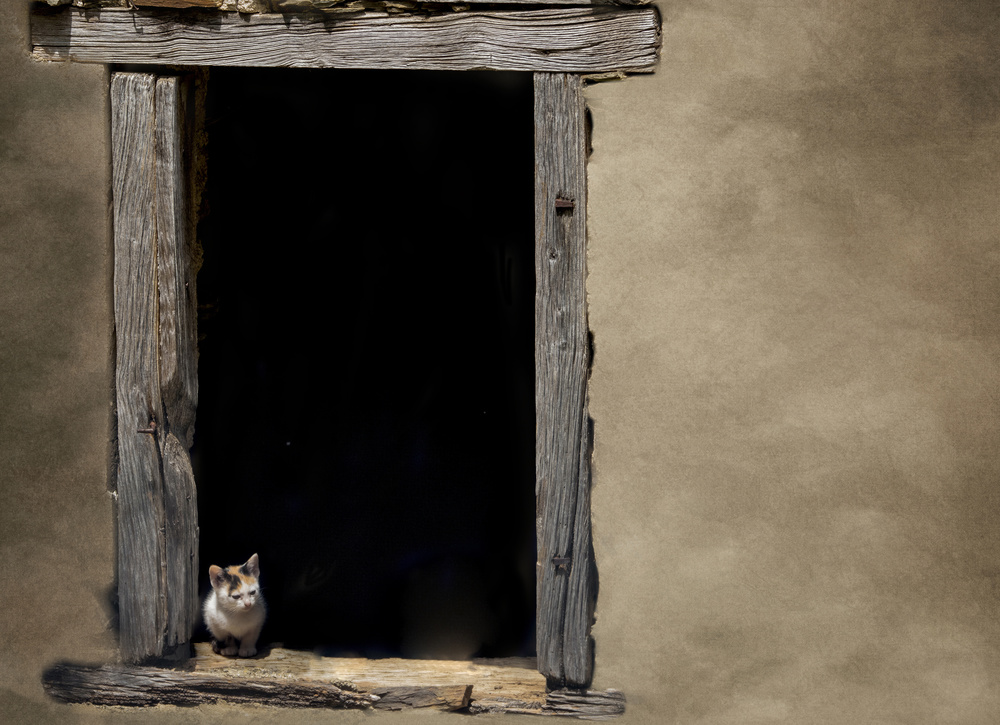 How much is that kitty in the window von Marketa Zvelebil PhD LRPS CrGP.