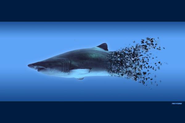 Der Hai von Markus Bergmann