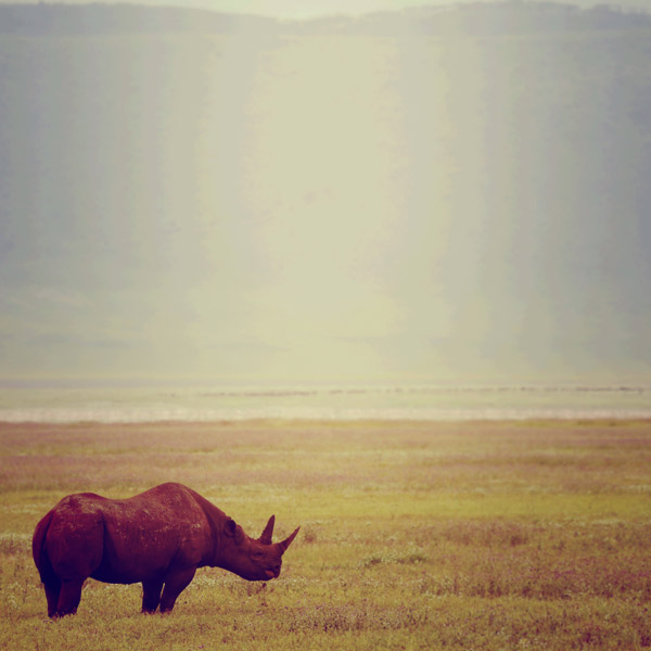 Rhino von Lucas Martin