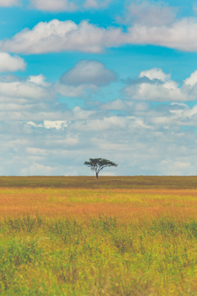 steppe (2) von Lucas Martin