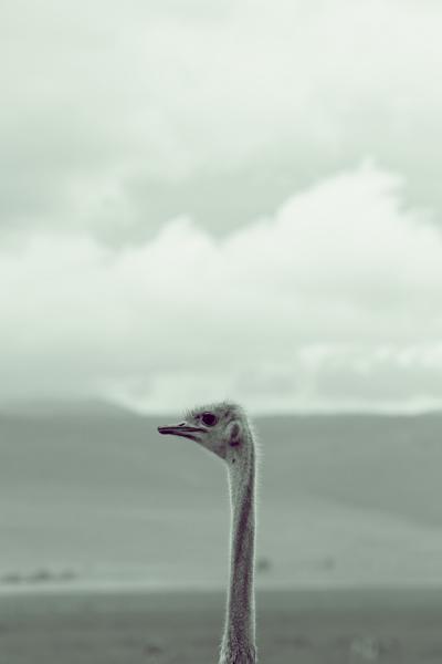 Ostrich (1)