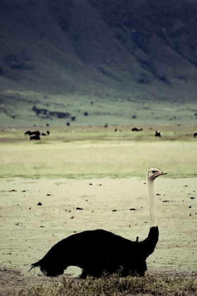 Ostrich (2)