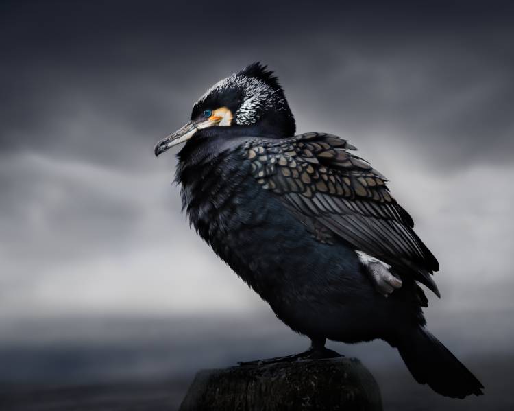 Chief von Martin Eilertsen