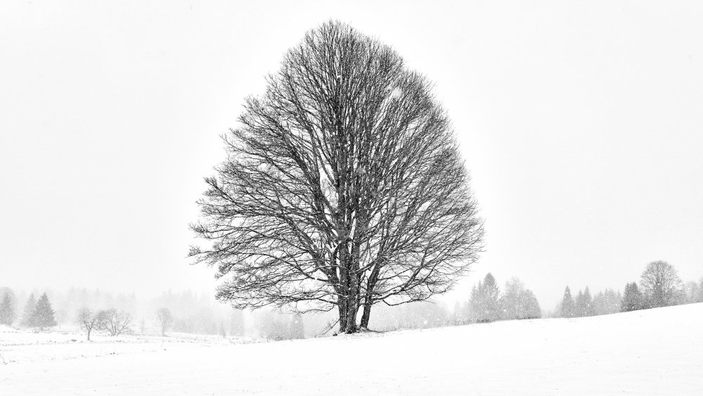 LONELY TREE von Martin Froyda