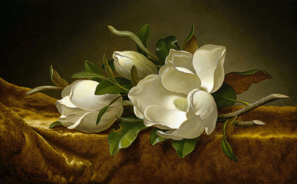 Magnolien auf goldenem Samt von Martin Johnson Heade