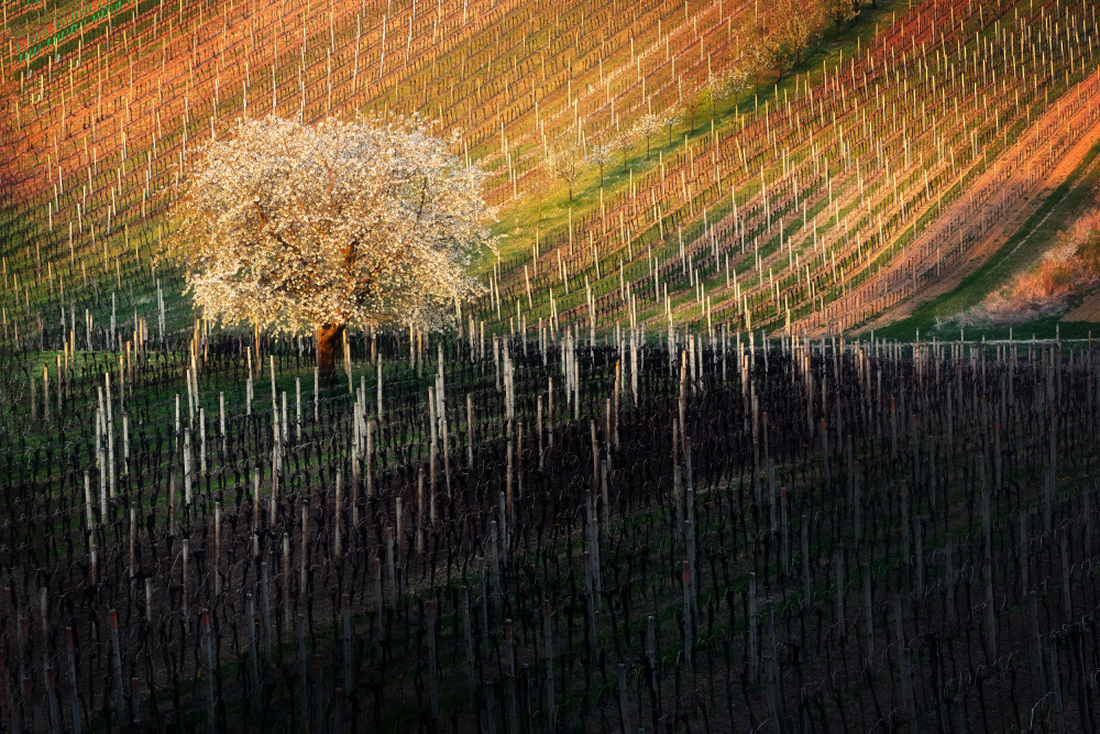 Tree in Moravian Tuscany von Martin Morávek